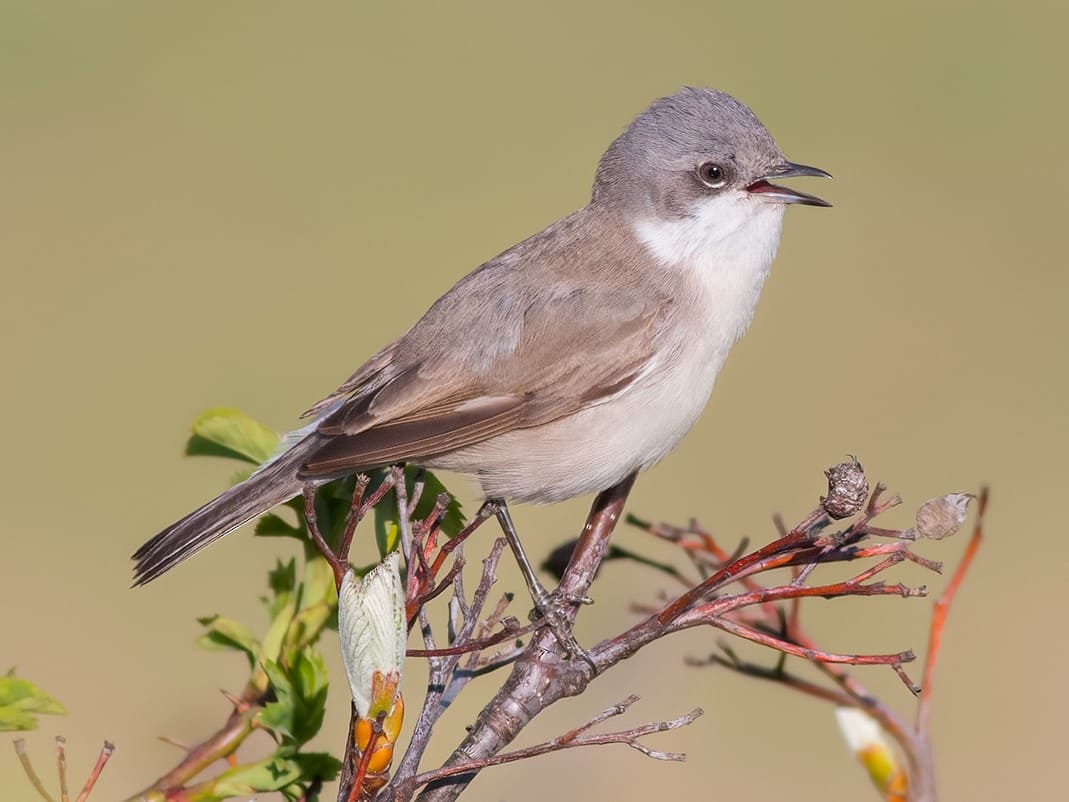 Lesser Whitethroat